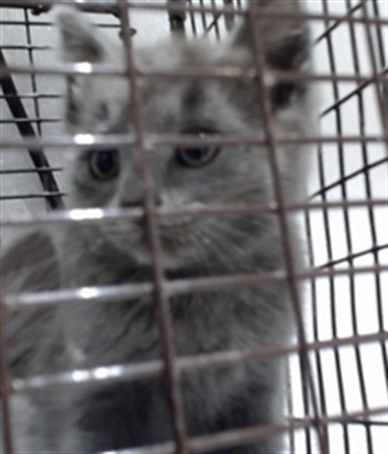 Shelter Stray Female Cat last seen Near BLOCK DUNCAN @ DIAMOND HEIGHTS, 1419 Bryant St, San Francisco, CA 94103, USA