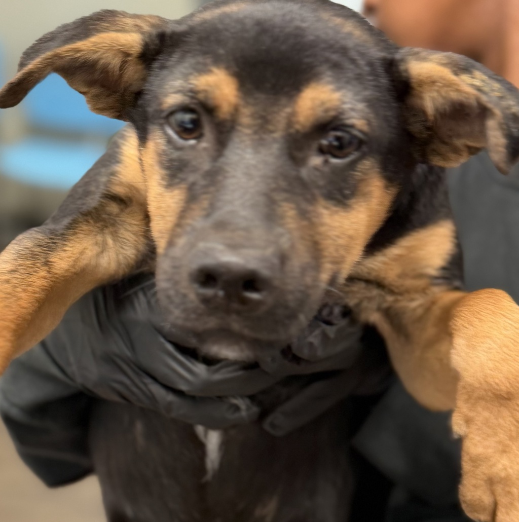 Shelter Stray Female Dog last seen 30th Street, San Diego, CA, 92102, 5500 Gaines St, San Diego, CA 92110, USA