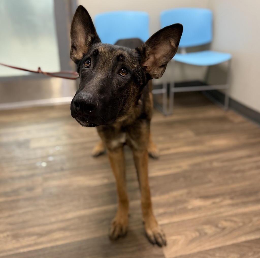 Shelter Stray Male Dog last seen Azusa Street, San Diego, CA, 92110, 5500 Gaines St, San Diego, CA 92110, USA