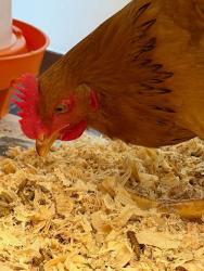 Shelter Stray Unknown Bird last seen Leon Street, AUSTIN, TX, 78705, 7201 Levander Loop bldg a, Austin, TX 78702, USA