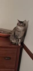Lost Female Cat last seen Bogey Hills ests across Muegge from Wapelhorst Park., Saint Charles, MO 63303