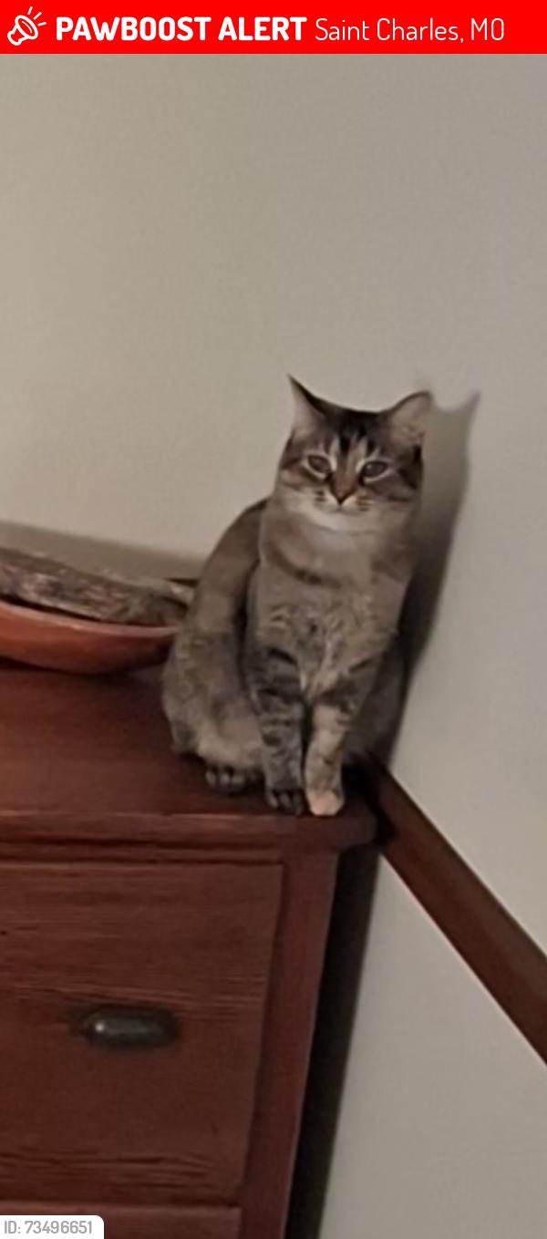 Lost Female Cat last seen Bogey Hills ests across Muegge from Wapelhorst Park., Saint Charles, MO 63303