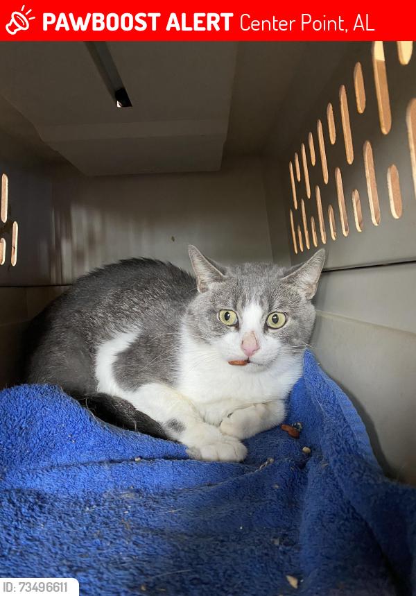 Lost Male Cat last seen Bridlewood Neighborhood, 6th Way N.W., Center Point, AL 35215