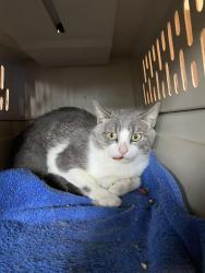 Lost Male Cat last seen Bridlewood Neighborhood, 6th Way N.W., Center Point, AL 35215