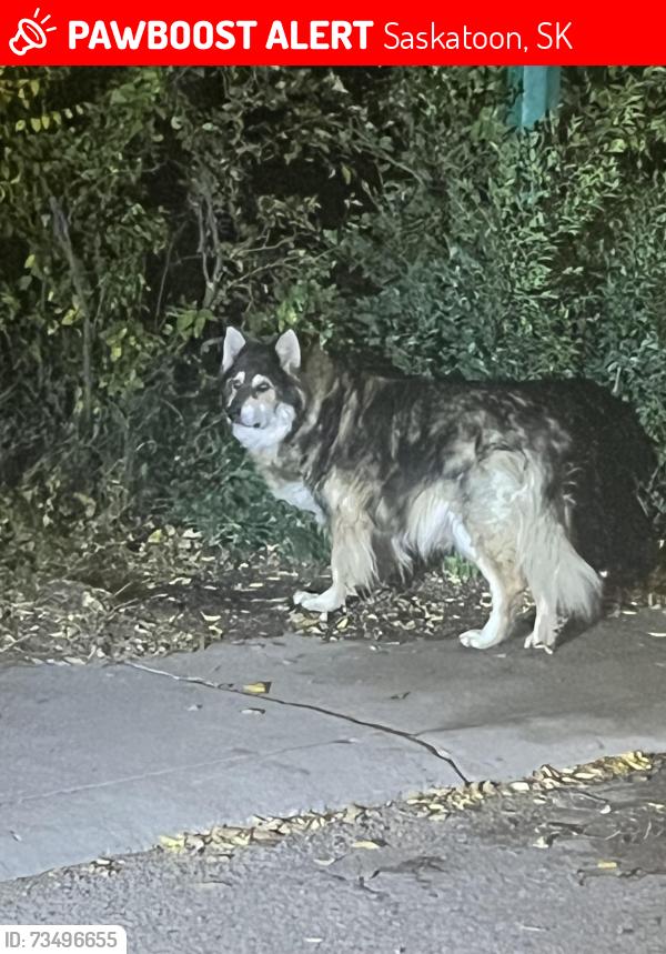Lost Unknown Dog last seen St. Andrew st, Saskatoon, SK 
