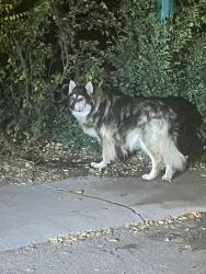 Lost Unknown Dog last seen St. Andrew st, Saskatoon, SK 