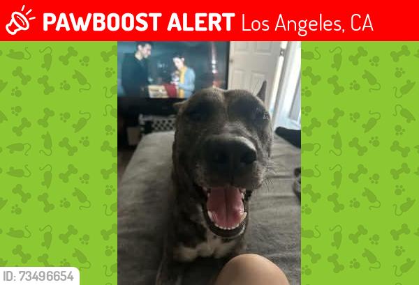 Lost Female Dog last seen San Pedro & 6th street, Los Angeles, CA 90012