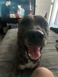 Lost Female Dog last seen San Pedro & 6th street, Los Angeles, CA 90012