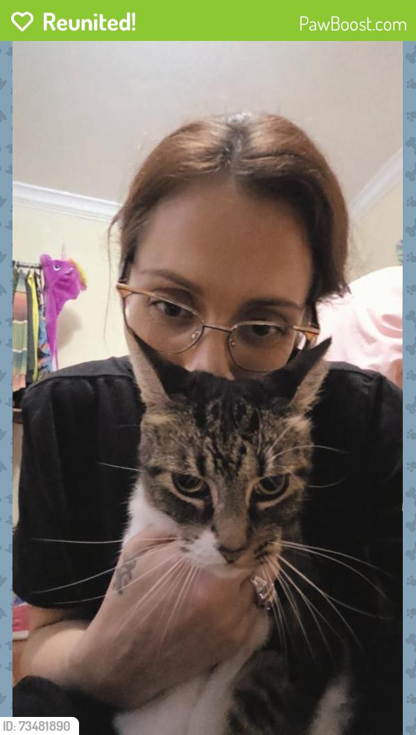 Reunited Female Cat last seen Wrightsville and Bonham Ave, Wilmington, NC 28403