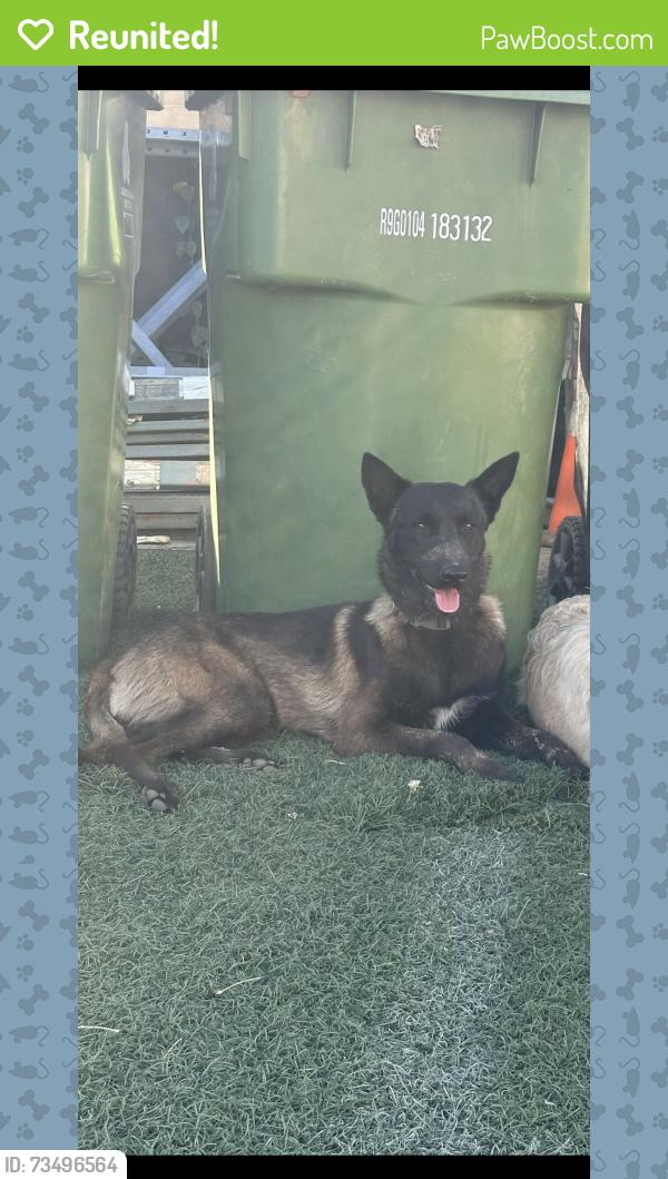 Reunited Male Dog last seen Dorrington and Canterbury, Los Angeles, CA 91331