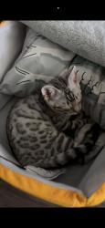 Reunited Female Cat last seen Near Pala Vista Dr, Vista, CA 92083, USA, Vista, CA 92083