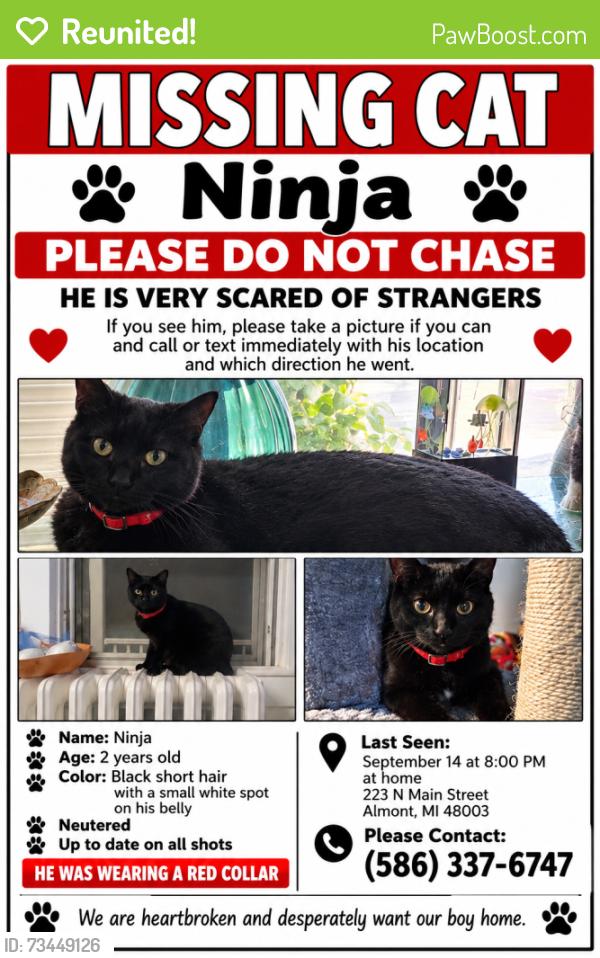 Reunited Male Cat last seen Next to Dollar General on N Main St, Almont, MI 48003