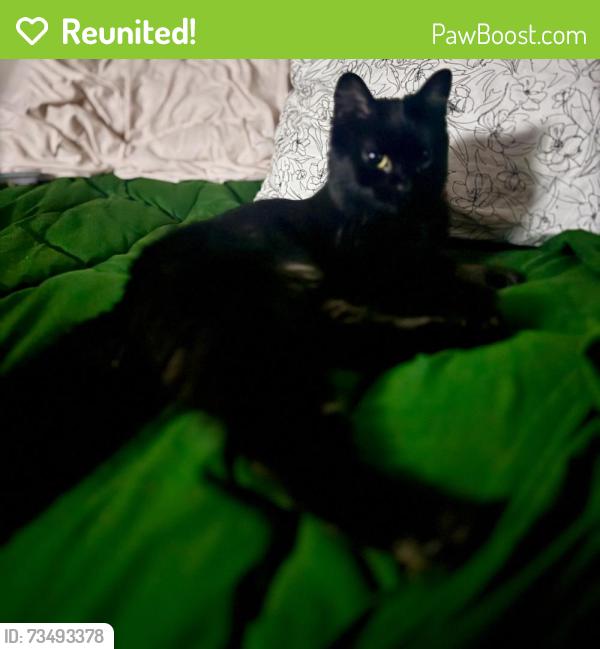 Reunited Female Cat last seen Near 23rd St., Bellingham, WA 98225