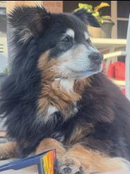 Reunited Female Dog last seen South grand prairie high school, Grand Prairie, TX 75052