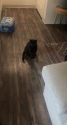 Lost Male Cat last seen Marsh Creek apmts, Brentwood, CA 94513