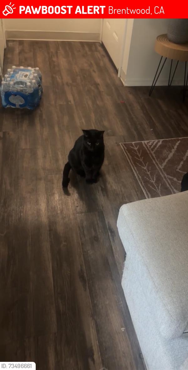 Lost Male Cat last seen Marsh Creek apmts, Brentwood, CA 94513