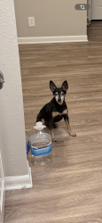 Lost Male Dog last seen Near Hampton Xing Norcross, Norcross, GA 30093