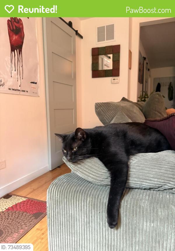 Reunited Male Cat last seen Leavitt and North Ave, Chicago, IL 60622