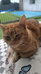 Lost Male Cat last seen Winston street lalor VIC, Lalor, VIC 3075