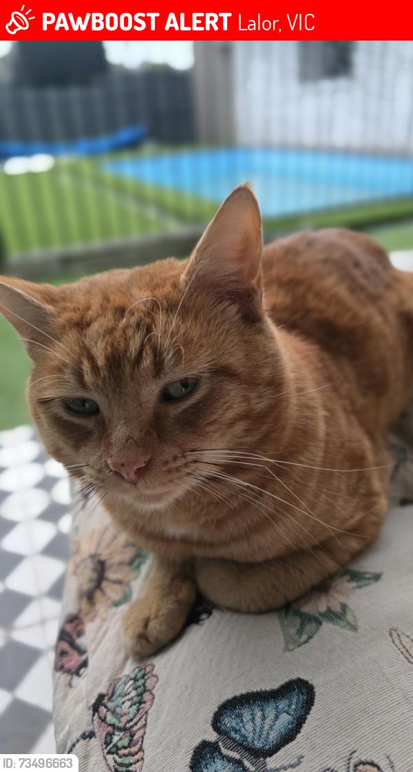 Lost Male Cat last seen Winston street lalor VIC, Lalor, VIC 3075