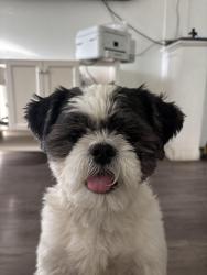 Reunited Male Dog last seen Claude Ct and Brighton, Denver, CO 80216
