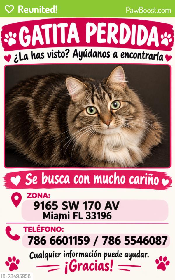 Reunited Female Cat last seen Near SW 170 Av Miami Fl 33196, Miami, FL 33196