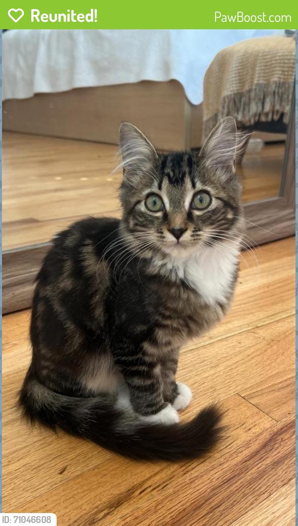 Reunited Female Cat last seen Near SW 75 st Miami Fl 33193, Miami, FL 33193