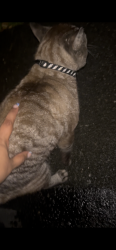 Found/Stray Male Cat last seen 45th, Anchorage, AK 99503