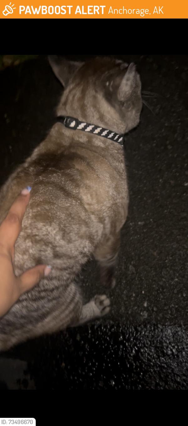 Found/Stray Male Cat last seen 45th, Anchorage, AK 99503
