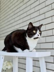 Reunited Female Cat last seen Birchwood street, Fawkner, Fawkner, VIC 3060