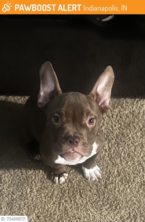 Found/Stray Male Dog last seen Chapel Hill, Indianapolis, IN 46214