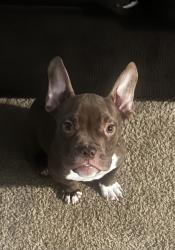 Found/Stray Male Dog last seen Chapel Hill, Indianapolis, IN 46214