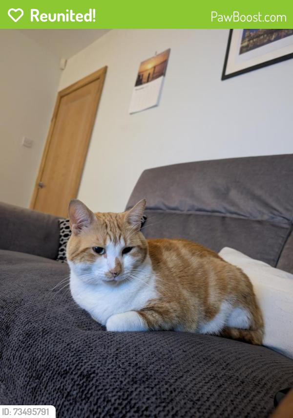 Reunited Male Cat last seen Norman avenue Harborne, Harborne, England B32 2EX