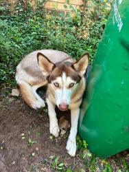 Found/Stray Female Dog last seen Near Via miramonte, Carrollton, TX 75006