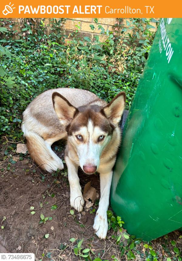 Found/Stray Female Dog last seen Near Via miramonte, Carrollton, TX 75006