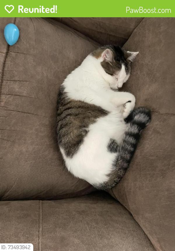 Reunited Male Cat last seen Riegelsberger rd, Avon, OH 44011