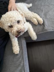 Reunited Male Dog last seen Near, Surrey, BC V3S 2R9