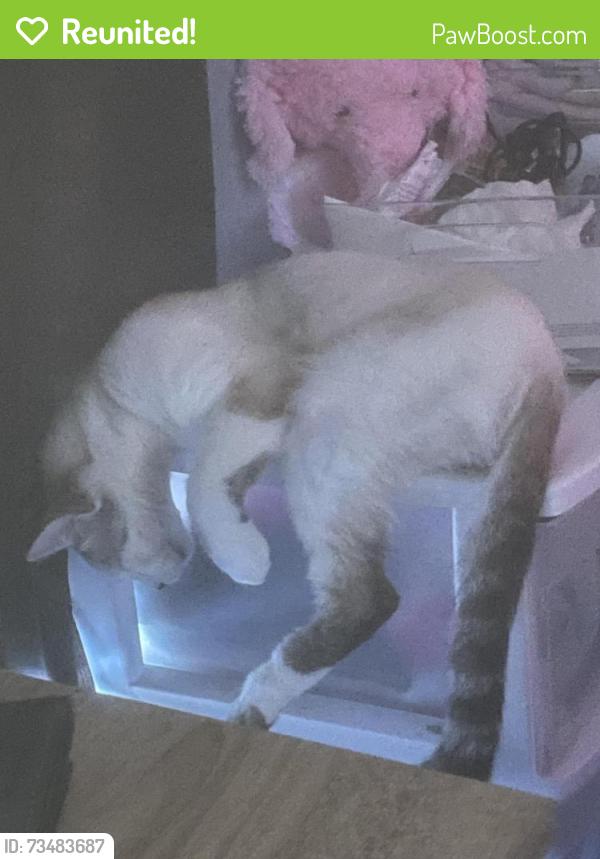 Reunited Male Cat last seen Dupree Lakes, Land O' Lakes, FL 34639