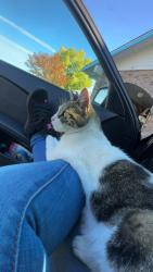 Lost Female Cat last seen To be honest, you were from that one road to my grandmother’s hse. I don’t live around here. I’m traveling I’m moving so I’m not familiar with this area at all., Beaverton, OR 97005