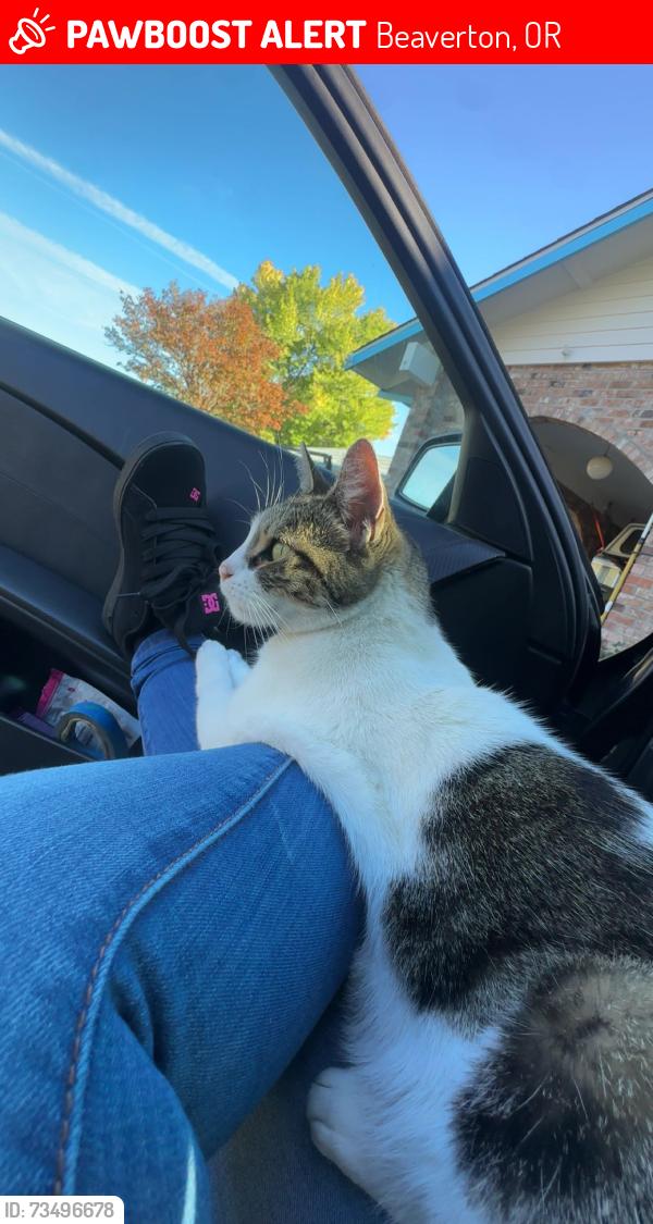 Lost Female Cat last seen To be honest, you were from that one road to my grandmother’s hse. I don’t live around here. I’m traveling I’m moving so I’m not familiar with this area at all., Beaverton, OR 97005