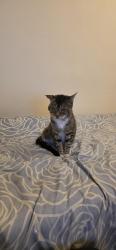 Lost Male Cat last seen Near Wolverhampton Street, Darlaston, England WS10 8UF