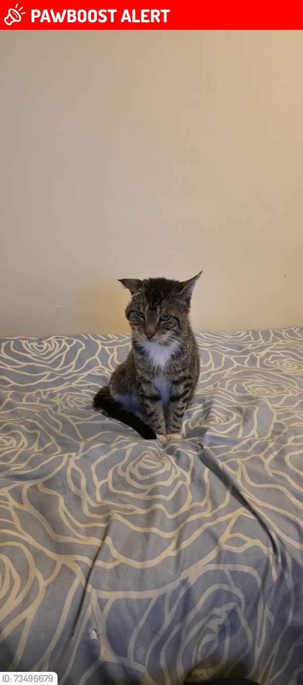 Lost Male Cat last seen Near Wolverhampton Street, Darlaston, England WS10 8UF