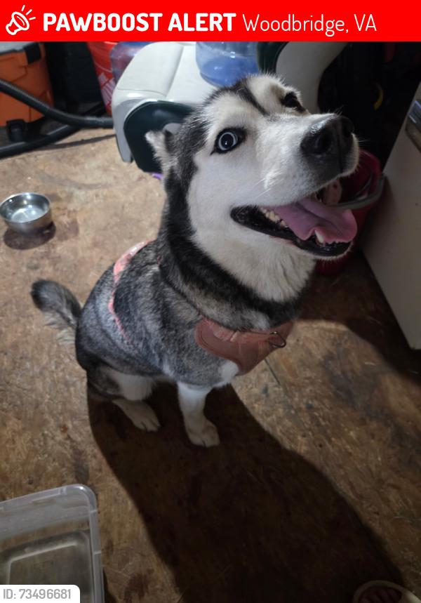Lost Female Dog last seen Courseview Way, Belmont Bay, Woodbridge, VA 22191