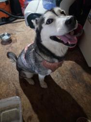Lost Female Dog last seen Courseview Way, Belmont Bay, Woodbridge, VA 22191