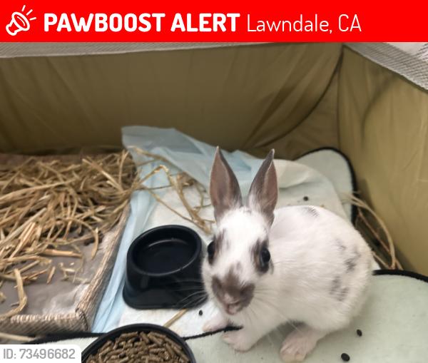 Lost Female Rabbit last seen Lawndale/ Alondra park, Lawndale, CA 90260