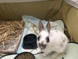 Lost Female Rabbit last seen Lawndale/ Alondra park, Lawndale, CA 90260