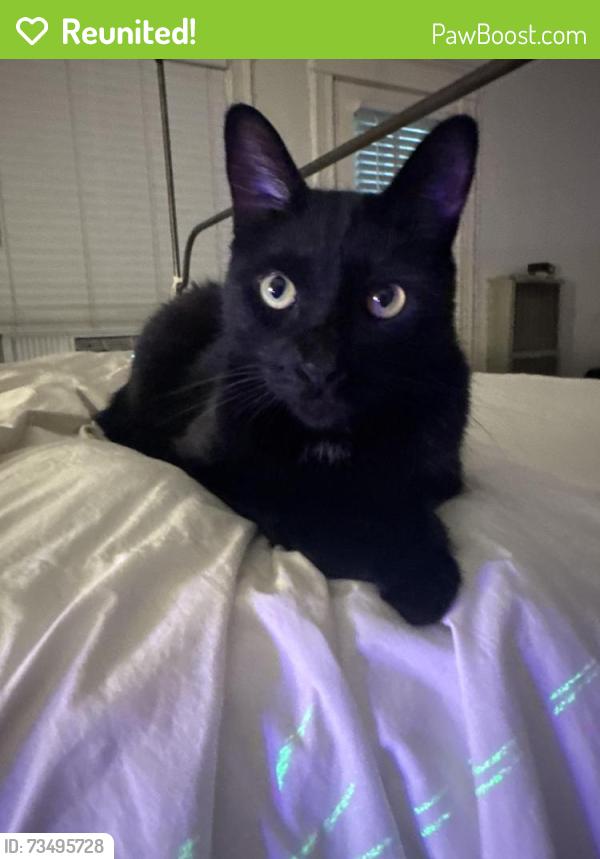 Reunited Male Cat last seen 6th and westmoreland, Los Angeles, CA 90020