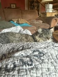 Reunited Male Cat last seen Simpson and Longmont, Lafayette, CO 80026
