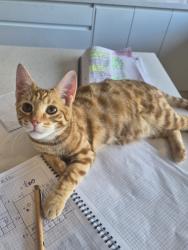 Lost Male Cat last seen Went missing Friday night/sat morning, Totton, England SO40 8EB