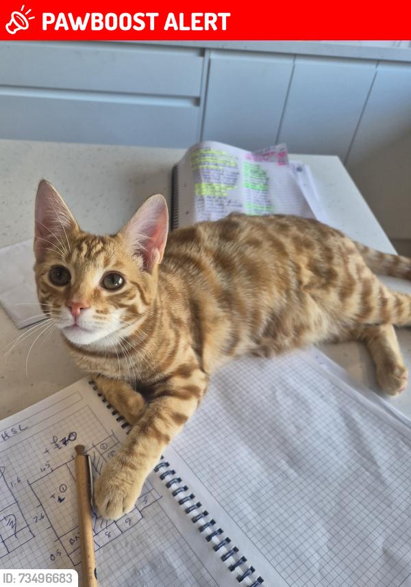 Lost Male Cat last seen Went missing Friday night/sat morning, Totton, England SO40 8EB